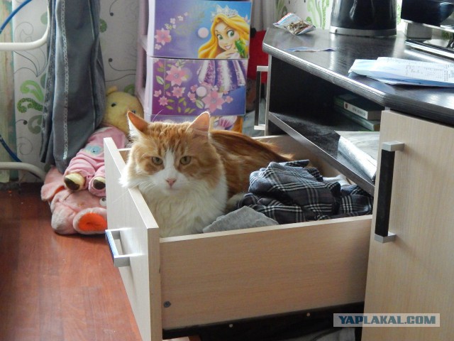Котовторник 09.06.2015