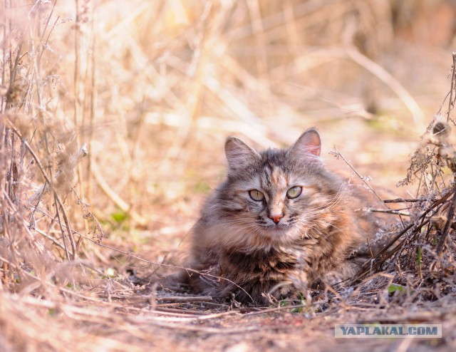Котовторник