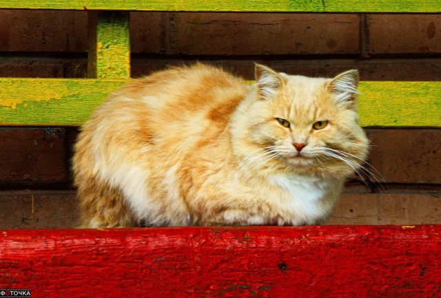 Котовторник 11.08.2015
