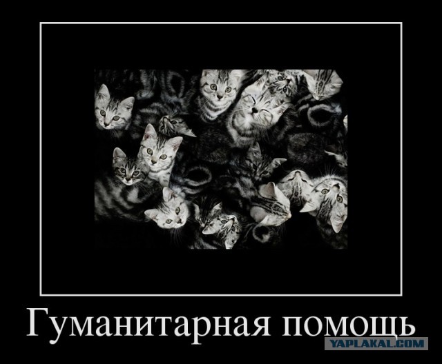 Прикольные коты
