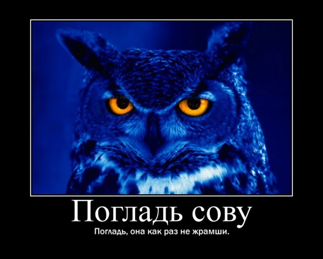 Поиграй со мной! Погладь меня!