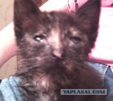 Котовторник млин ..