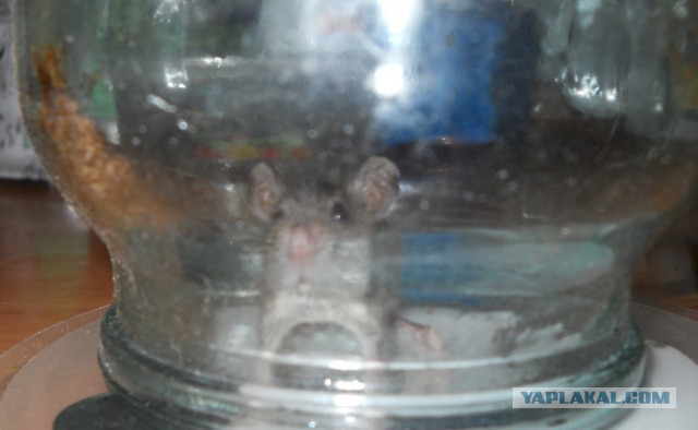 Японская мышеловка