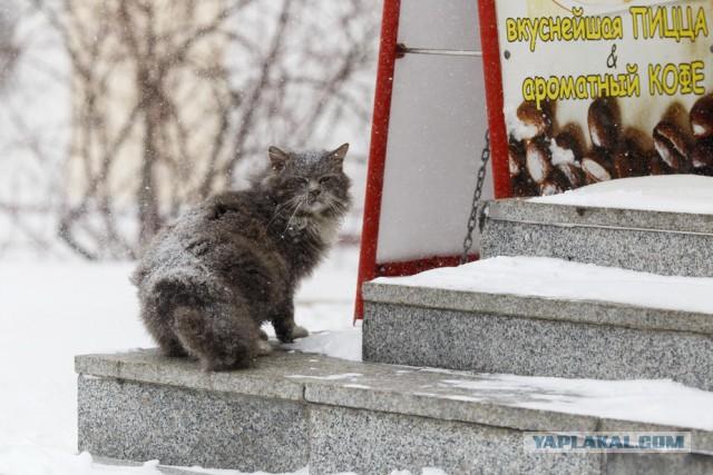 А во Владивостоке снова снежок