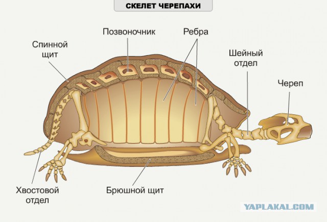 Напечатанный панцирь Фредди...