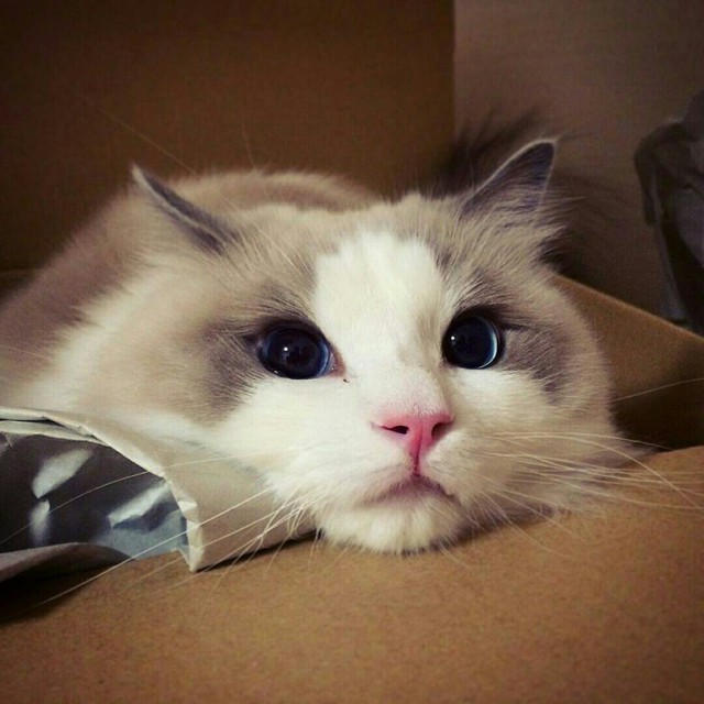 Коты из сети