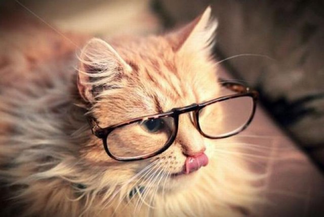Коты из сети