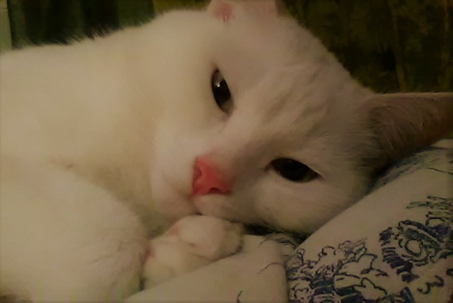 Котовторник 24.10.2017