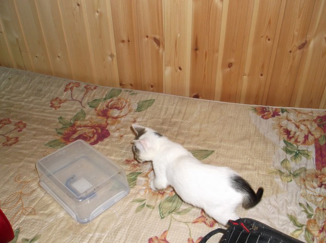 Котовторник 07.11.2017