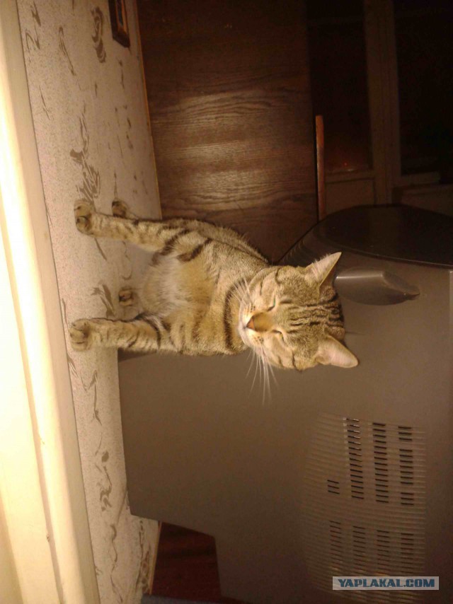 Котовторник  13.02.2018