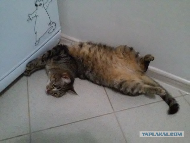 Котовторник 20.02.18