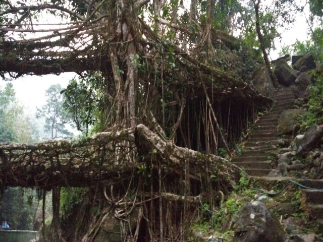 К живым мостам и обратно. Заметки из Индии