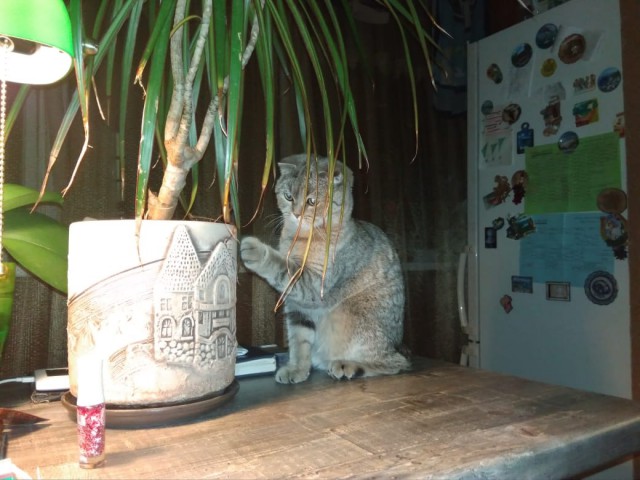 Кошачья мафия победит?