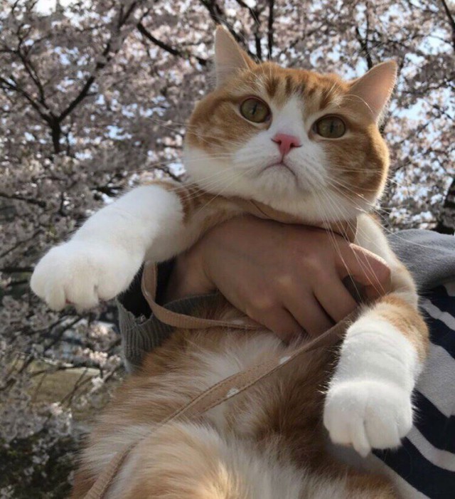 Прикольных котов пост