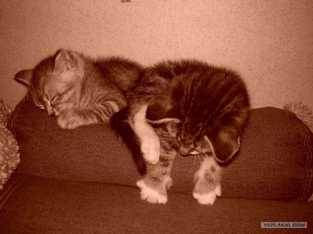 Котовторник на ЯПлакалъ