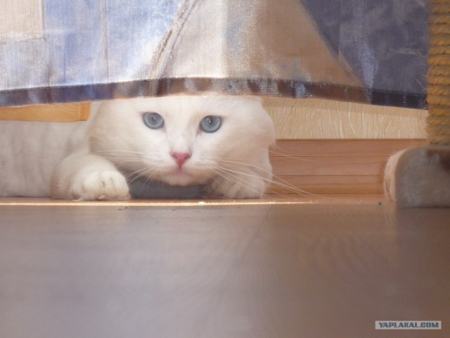 Котовторник на 24 августа