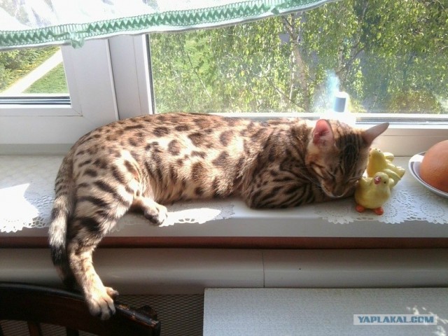 Котовторник 1.11.11