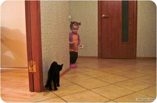 Котовторник 06.12.2011