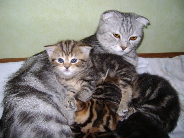 Тема про несчастного кота, в которой всем хорошим людям автор показывает сиськи!2