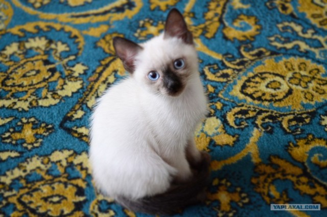 16 лучших котов сезона