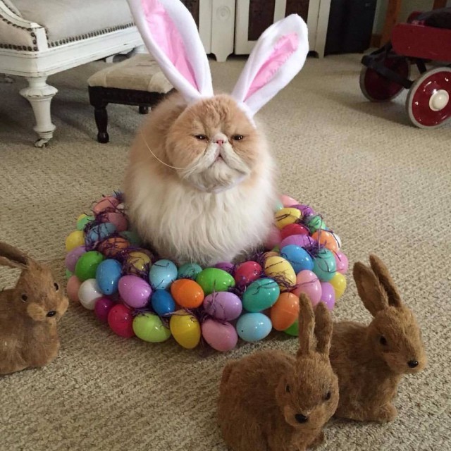 Котовторник! начнем? 04.06.19