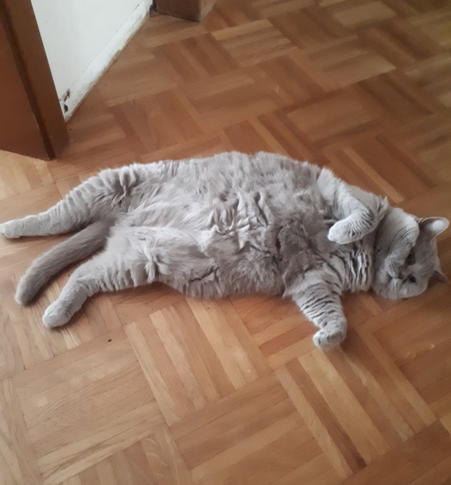 Котовторник?! Коты во вторник!