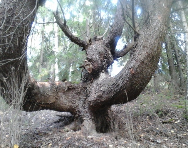 Я есть Грут! Рогатое чудище напугало грибников