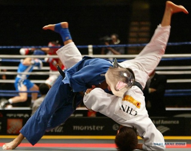 Фотожаба: Что с котэ?