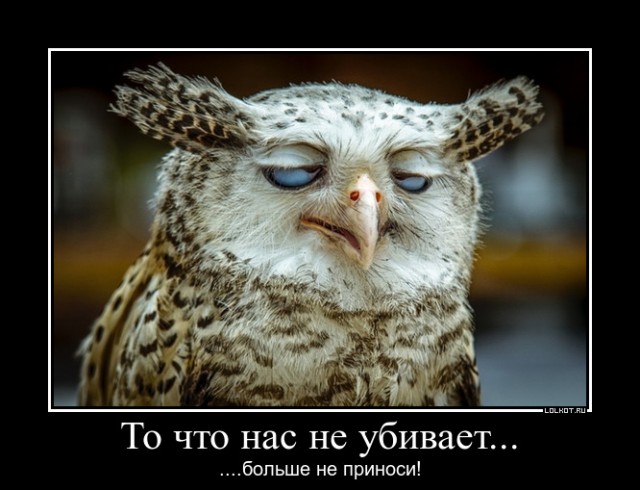 Насколько бесшумно летают совы