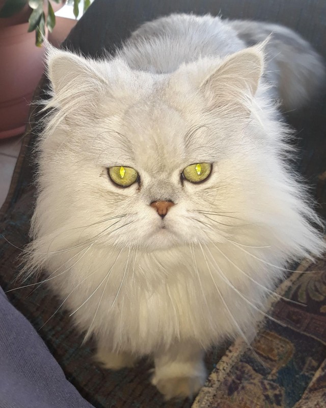 Котовторнику быть!