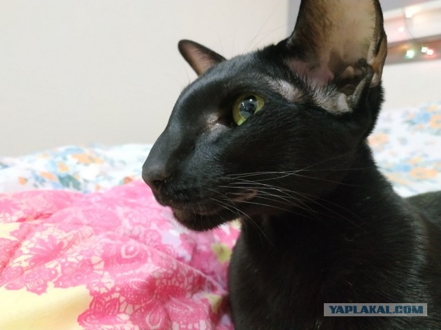 Какая милая няшка
