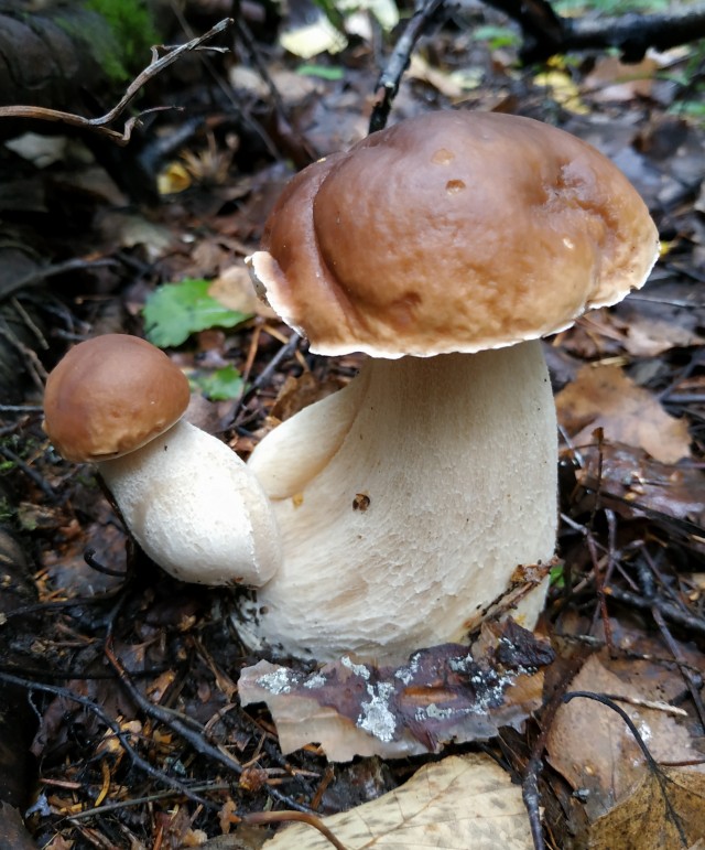 На море за грибами