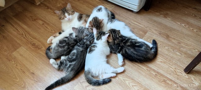 Котовторник