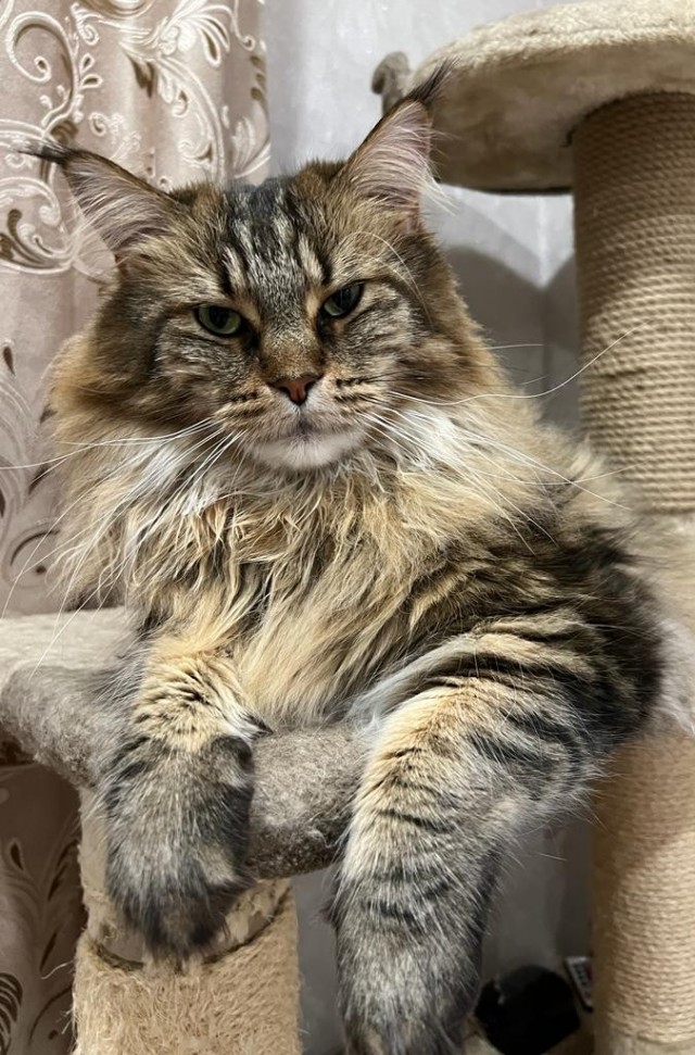 Рыжий кот