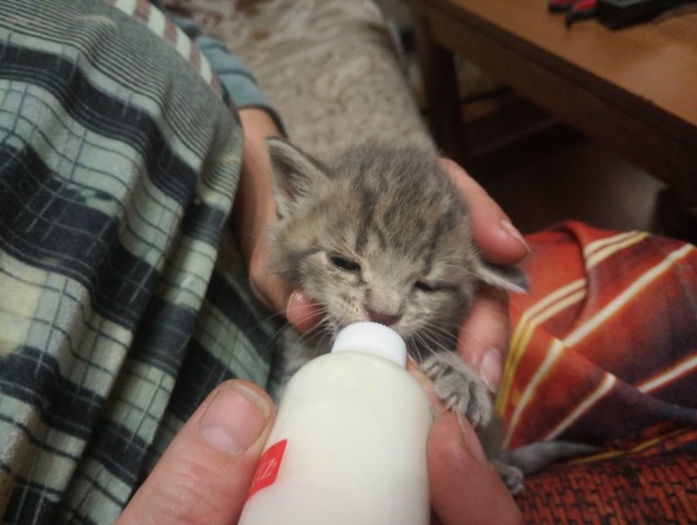 Котоферма