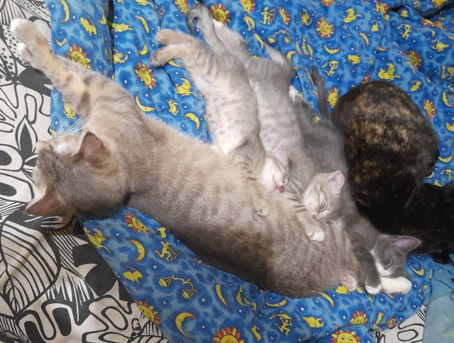 Котовторник 07.06.2022