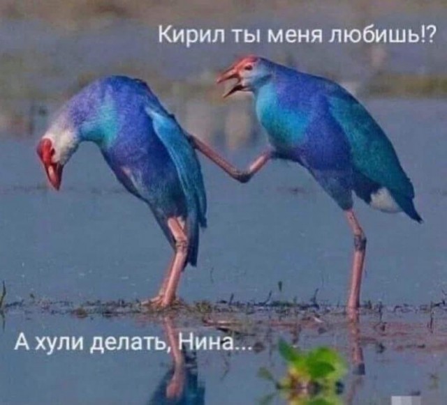 Юмор в картинках и без