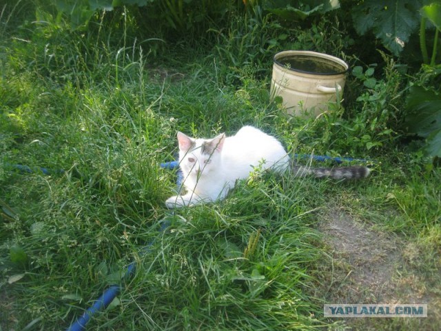 Жизнь домашнего приюта для котеек 407