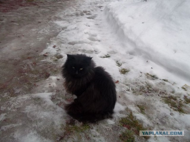 Жизнь домашнего приюта для котеек 426