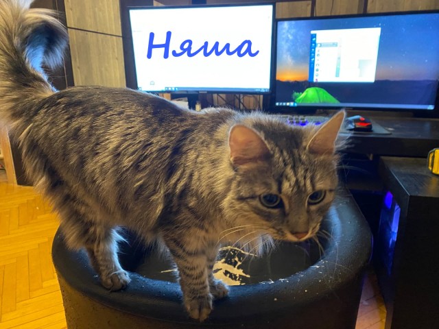 Жизнь домашнего приюта "Котоленд" 369