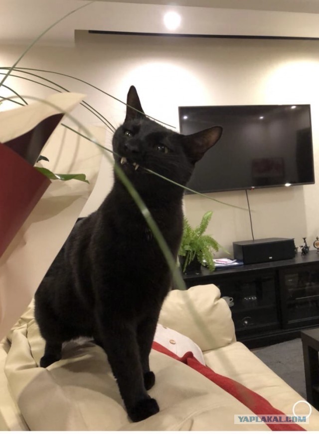 Котодракула