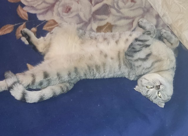 Начинаем котовторник.