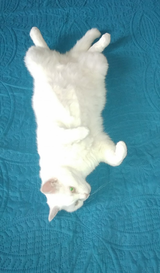 Позы для сна у кошек - что они означают?