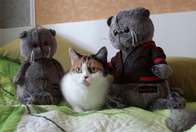 Котик скучает