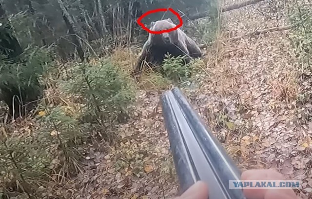 Возможно последнее, что вы увидите в тайге или на Камчатке