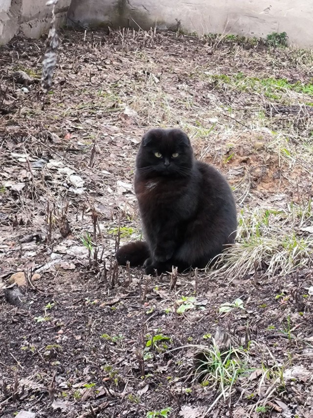 Котовторник 09.04.24