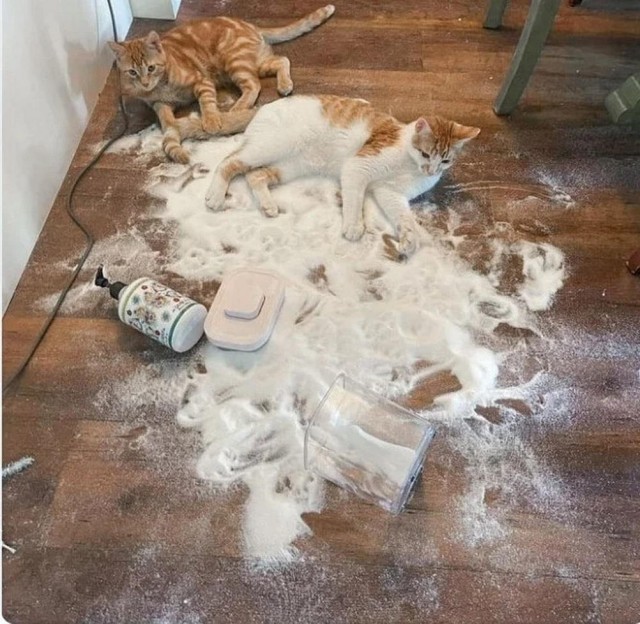 Котовторник в картинках