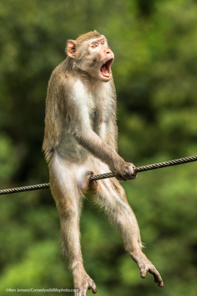 Самые забавные фото животных: опубликованы снимки конкурса The Nature Photography Contest 2024 в номинации «Юмор в природе»