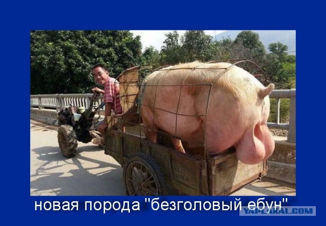 - Хрен вам, а не колбаса!