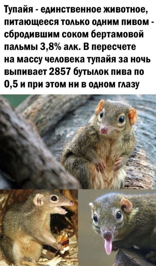 Веселые картинки в пятницу (04.07)